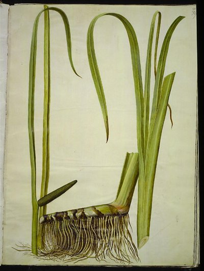 Acorus calamus (gewöhnlicher Kalmus) von Hans Simon Holtzbecker