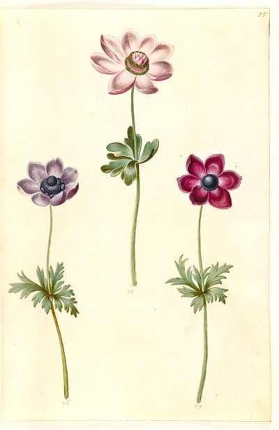 Anemone coronaria (Französische Anemone) von Hans Simon Holtzbecker