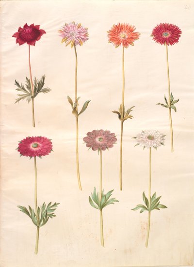 Anemone coronaria (französische Anemone); Anemone ×fulgens (glänzende Anemone) von Hans Simon Holtzbecker