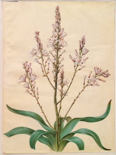 Verzweigter Affodill von Hans Simon Holtzbecker