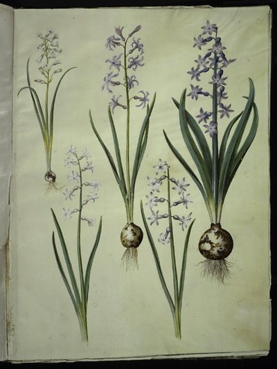 Brimeura amethystina (pyrenäische Hyazinthe); Hyacinthus orientalis (gewöhnliche Hyazinthe) von Hans Simon Holtzbecker