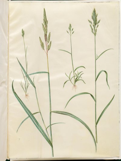 Weiche Trespe; Rohrglanzgras von Hans Simon Holtzbecker