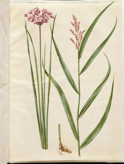 Butomus umbellatus (Brautkerze); Phragmites australis (Schilfrohr) von Hans Simon Holtzbecker