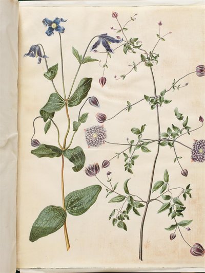 Clematis integrifolia (blaue Stauden-Waldrebe); Clematis viticella (italienische Waldrebe) von Hans Simon Holtzbecker