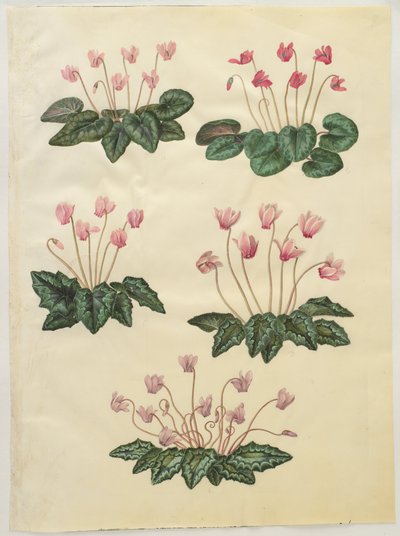 Alpenveilchen purpurascens; Alpenveilchen hederifolium von Hans Simon Holtzbecker