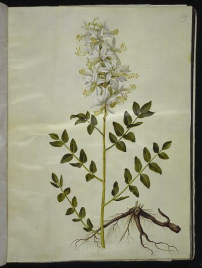 Weißer Diptam von Hans Simon Holtzbecker