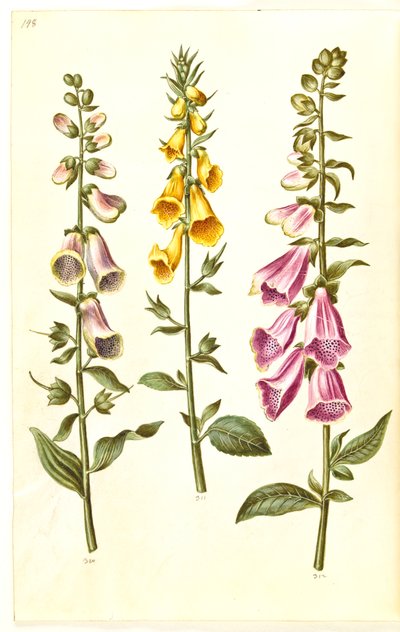 Digitalis purpurea; Digitalis grandiflora von Hans Simon Holtzbecker