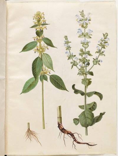 Galeopsis speciosa; Salvia sclarea von Hans Simon Holtzbecker