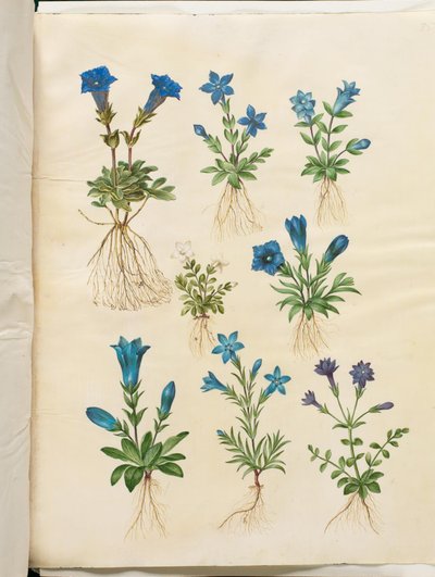 Gentiana acaulis (Stängelloser Enzian); Gentiana verna (Frühlings-Enzian); Gentiana acaulis (Stängelloser Enzian); Gentiana (Art des Enzians) von Hans Simon Holtzbecker