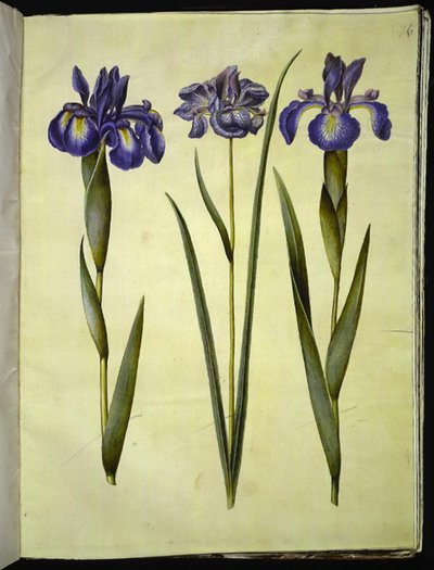 Iris latifolia (Englische Iris); Iris sibirica (Sibirische Iris) von Hans Simon Holtzbecker
