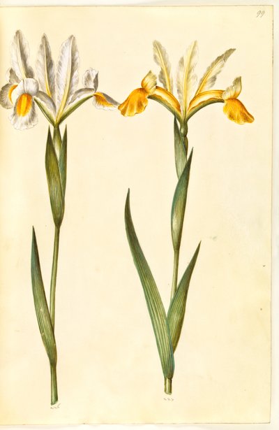 Iris xiphium, evt. Iris latifolia (spanische Iris oder englische Iris) von Hans Simon Holtzbecker