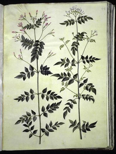 Echter Jasmin (medizinischer Jasmin) von Hans Simon Holtzbecker