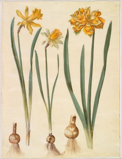 Narcissus pseudonarcissus major (große Osterglocke); Narcissus pseudonarcissus bicolor (zweifarbige Osterglocke); Narcissus pseudonarcissus von Hans Simon Holtzbecker