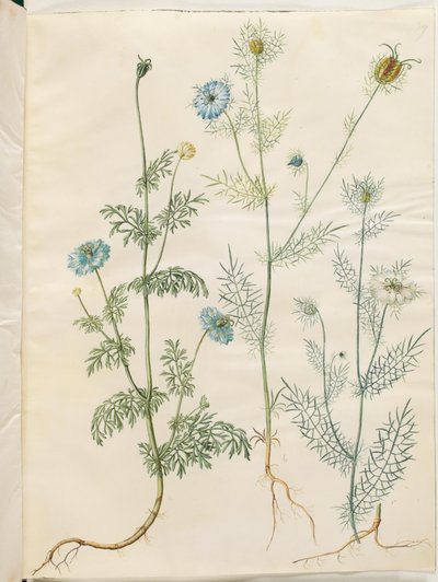 Nigella sativa (Schwarzkümmel); Nigella damascena (Jungfer im Grünen) von Hans Simon Holtzbecker