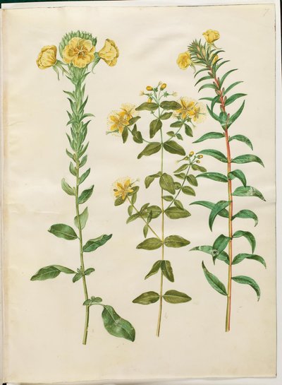 Oenothera biennis (zweijährige Nachtkerze); Hypericum hircinum (stinkendes Johanniskraut); Oenothera rubricaulis (rotfrüchtige Nachtkerze) von Hans Simon Holtzbecker