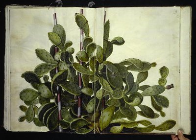 Opuntia ficus-indica, Opuntia humifusa oder Opuntia monacantha (Art der Feigenkaktus) von Hans Simon Holtzbecker