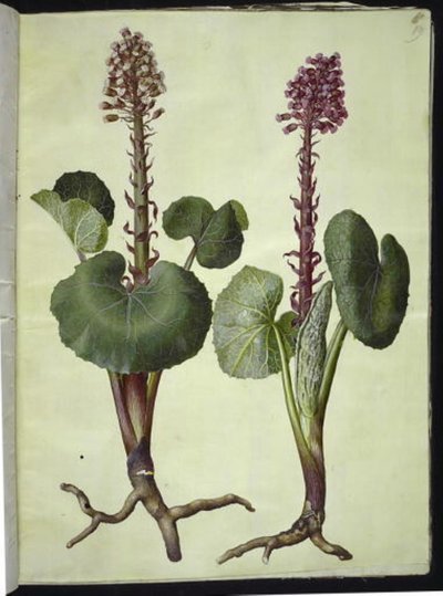 Petasites hybridus (roter Huflattich) von Hans Simon Holtzbecker