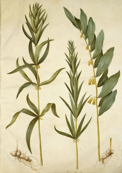 Polygonatum verticillatum (Quirlblättrige Weißwurz); Polygonatum multiflorum (Vielblütige Weißwurz) von Hans Simon Holtzbecker