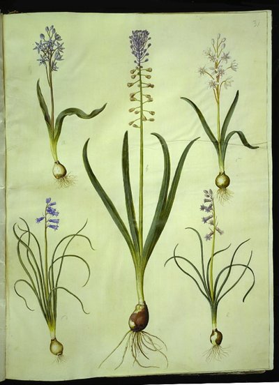 Scilla bifolia (Zweiblättriger Blaustern); Muscari comosum (Traubenhyazinthe); Brimeura amethystina (Pyrenäen-Hyazinthe) von Hans Simon Holtzbecker