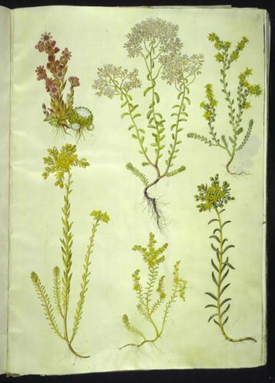 Sempervivum arachnoideum; Sedum album; Sedum acre; Sedum rupestre; Sedum sexangulare von Hans Simon Holtzbecker