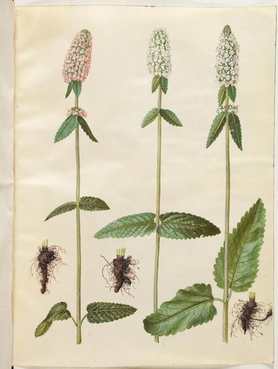 Stachys officinalis (Heil-Betonien) von Hans Simon Holtzbecker