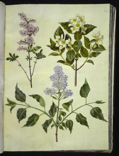 Syringa ×persica; Philadelphus coronarius; Syringa vulgaris von Hans Simon Holtzbecker