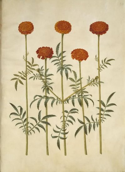 Tagetes patula (Sammetblume) von Hans Simon Holtzbecker