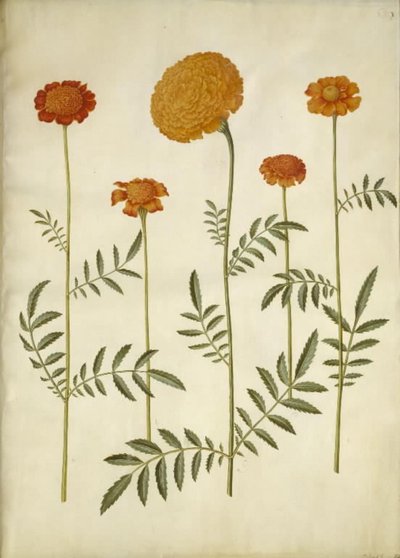 Tagetes patula (Niedrige Studentenblume); Tagetes erecta (Hohe Studentenblume) von Hans Simon Holtzbecker
