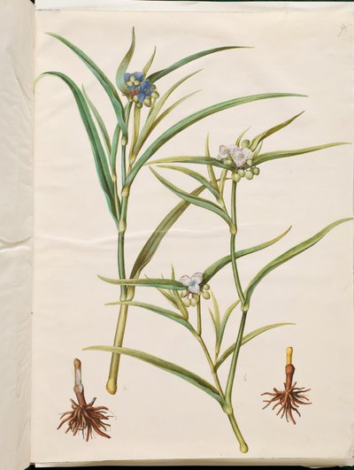 Tradescantia virginiana oder Tradescantia ohiensis (Blumenjude oder Ohio-Blumenjude) von Hans Simon Holtzbecker