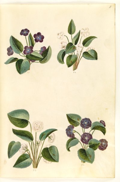 Veilchen (Märzveilchen) von Hans Simon Holtzbecker