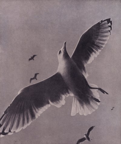 Schnell und hoch aufsteigend, Meredith von Harold Burdekin