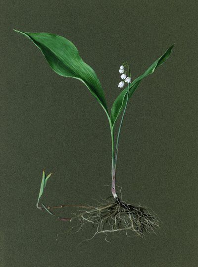 Convallaria majalis Maiglöckchen, ca. 1870-1920 von Harold Drinkwater