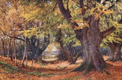Buchen im Herbst, bei Godalming von Harold Sutton Palmer