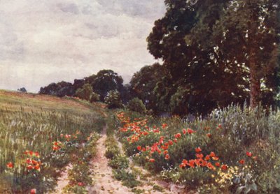 Mohnblumen von Harold Sutton Palmer