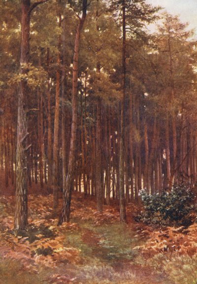 Die Tiefen eines Tannenwaldes, Ripley von Harold Sutton Palmer