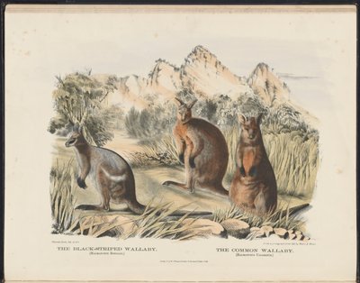 Säugetiere Australiens (Krefft) Nla.obj-33627803-13 Das Schwarzstreifen-Wallaby und das Gemeine Wallaby von Harriet Morgan