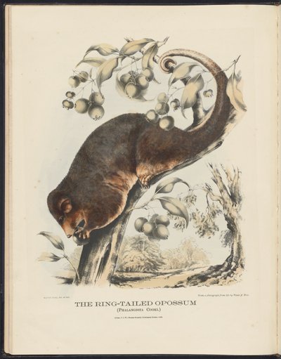 Säugetiere Australiens (Krefft) Nla.obj-33627803-8 Der Ringelschwanz-Opossum von Harriet Morgan