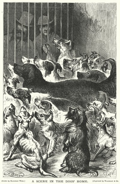 Eine Szene im Hundeheim von Harrison William Weir