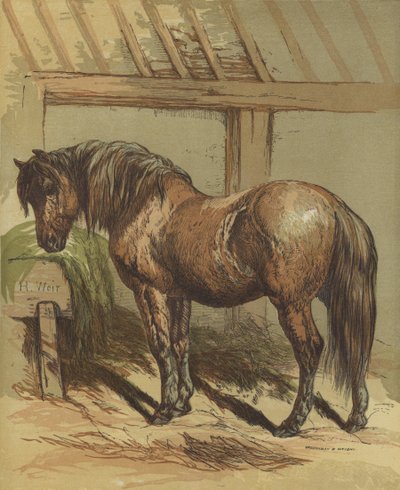 Charlie, das Pferd von Harrison William Weir