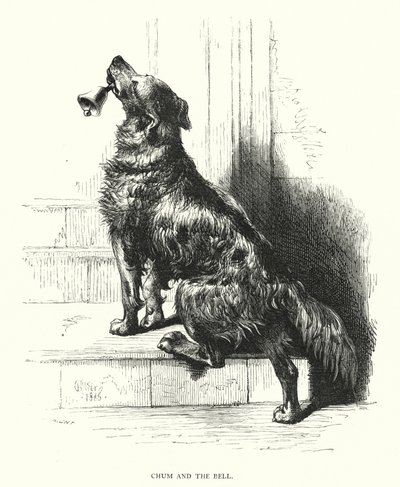 Chum und die Glocke (Stich) von Harrison William Weir