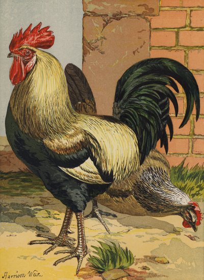 Gefärbte Dorkings von Harrison William Weir
