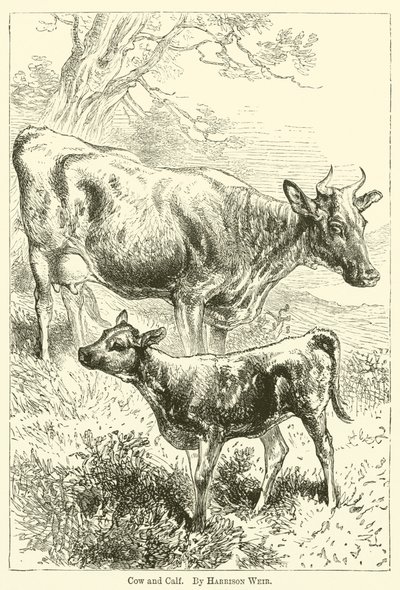 Kuh und Kalb von Harrison William Weir