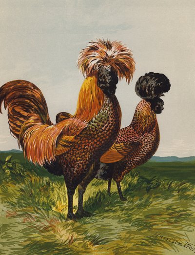 Goldgesprenkelte Polnische von Harrison William Weir