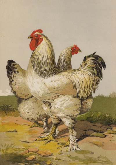 Helle Brahmas von Harrison William Weir