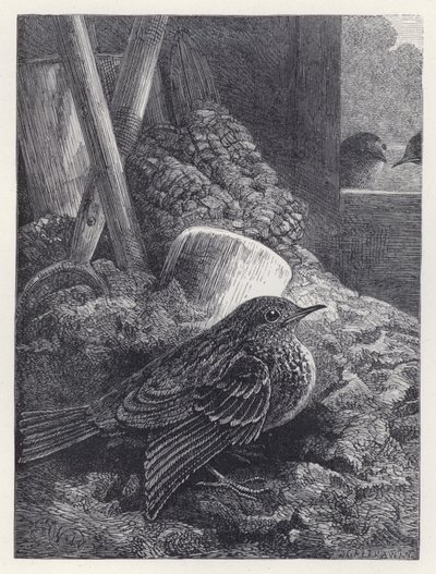Kleiner Rotkehlchen sicher untergebracht von Harrison William Weir
