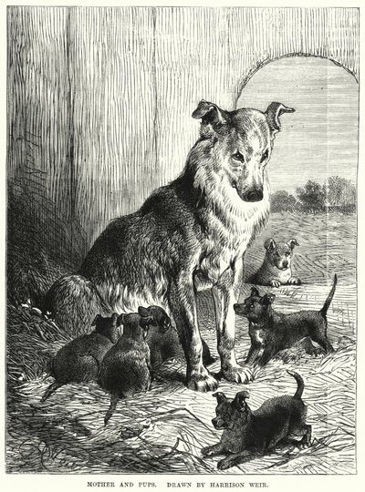 Mutter und Welpen (Stich) von Harrison William Weir