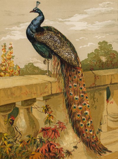 Pfau von Harrison William Weir