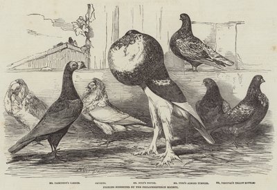 Tauben ausgestellt von der Philoperisteron Society von Harrison William Weir