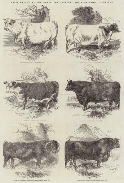 Preisgekrönte Rinder auf der Ausstellung der Royal Agricultural Society in Exeter von Harrison William Weir
