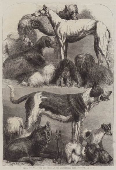 Preishunde von der Ausstellung in der Agricultural Hall, Islington von Harrison William Weir